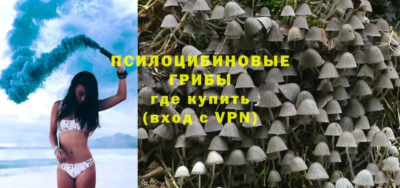 Галлюциногенные грибы Cubensis  Боровичи 